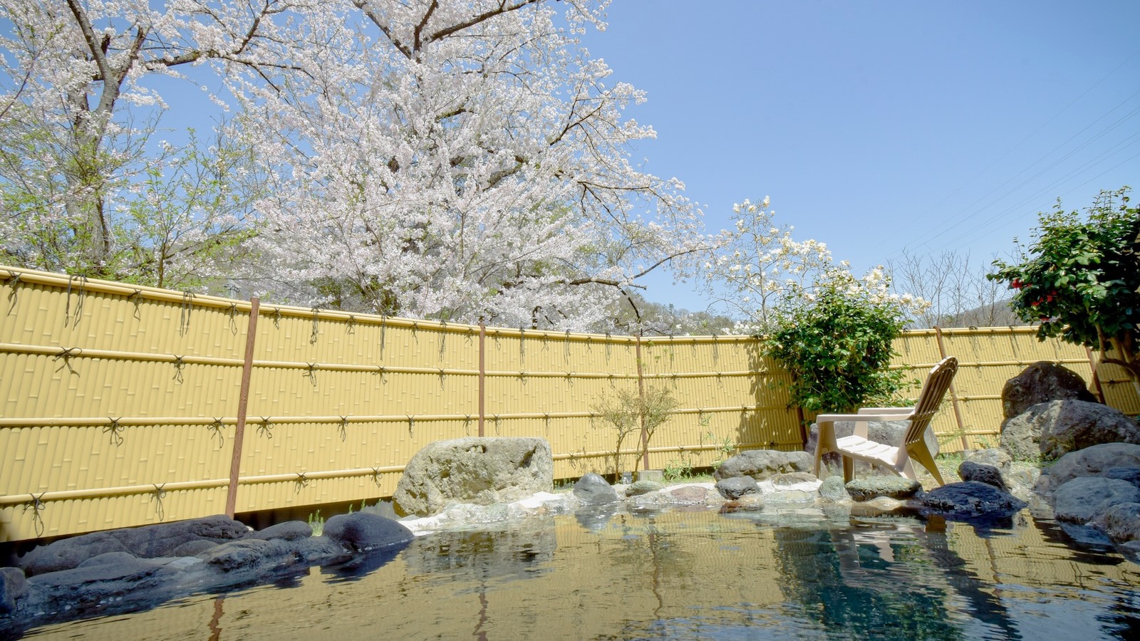 桜満開！風にたおやかに揺れる桜が癒しです。