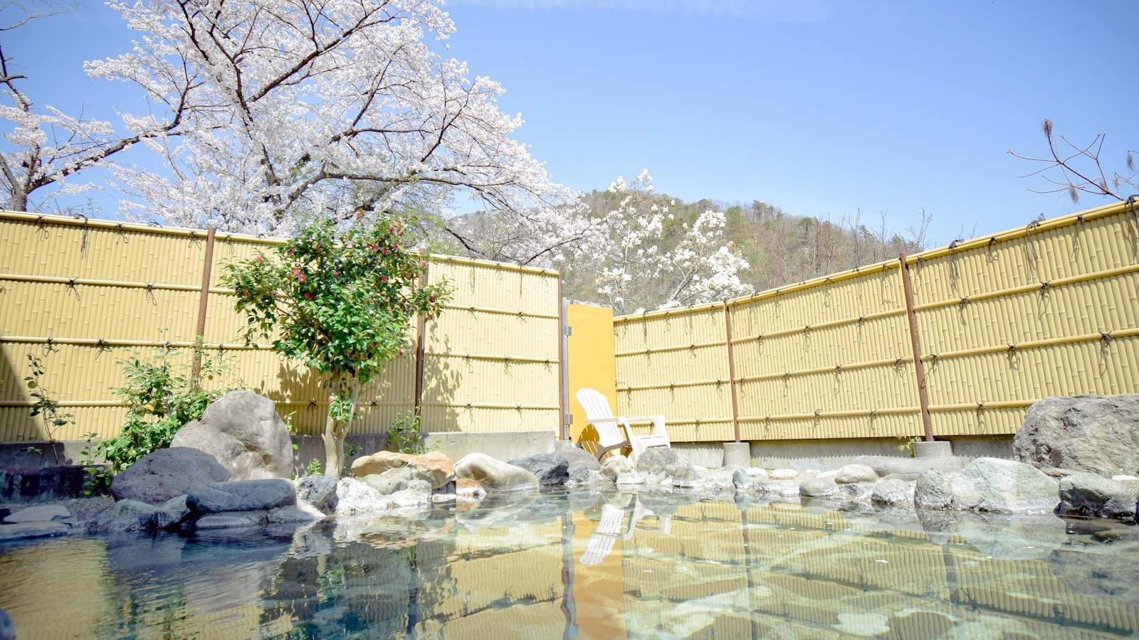 桜はもちろん女性の露天風呂からも見ることができます！