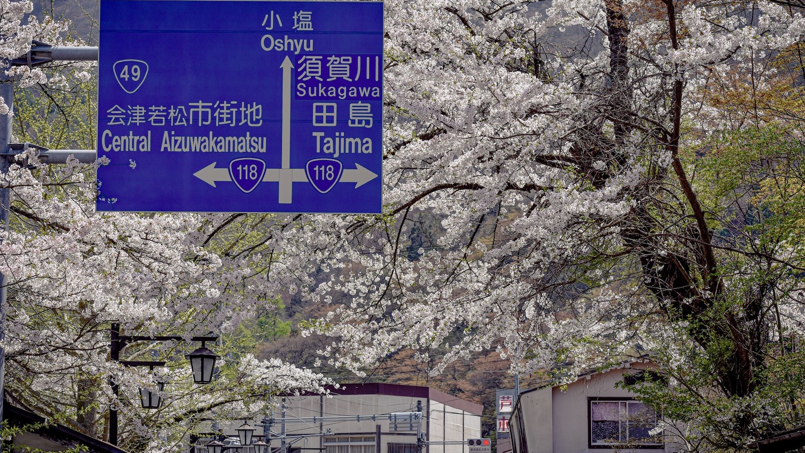 桜満開の芦ノ牧温泉
