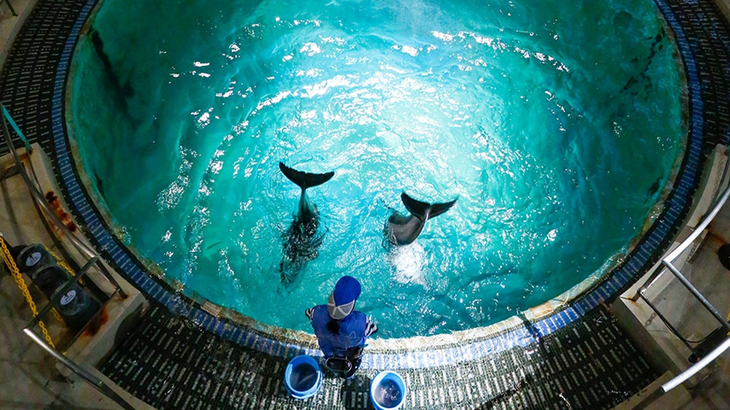 【夕食なし】宿泊と朝食のみのB＆B マリンワールド半額券付き2026