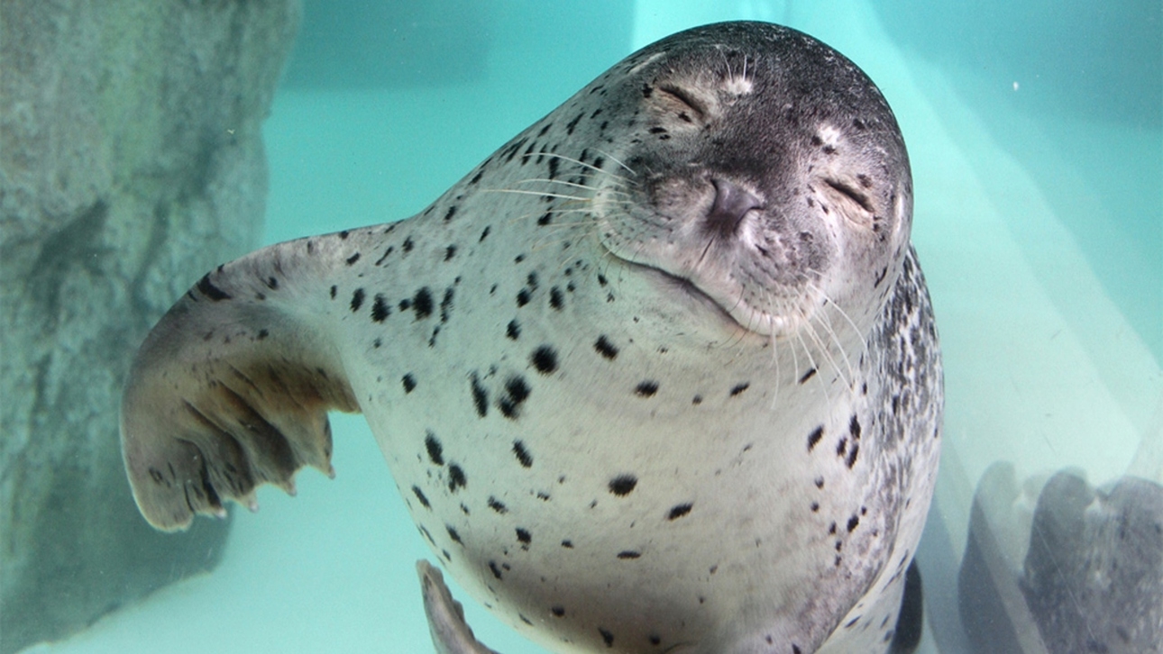 【5％OFF】【楽天スーパーSALE】【夕食なし】宿泊と朝食のみ マリンワールド半額券付き2026
