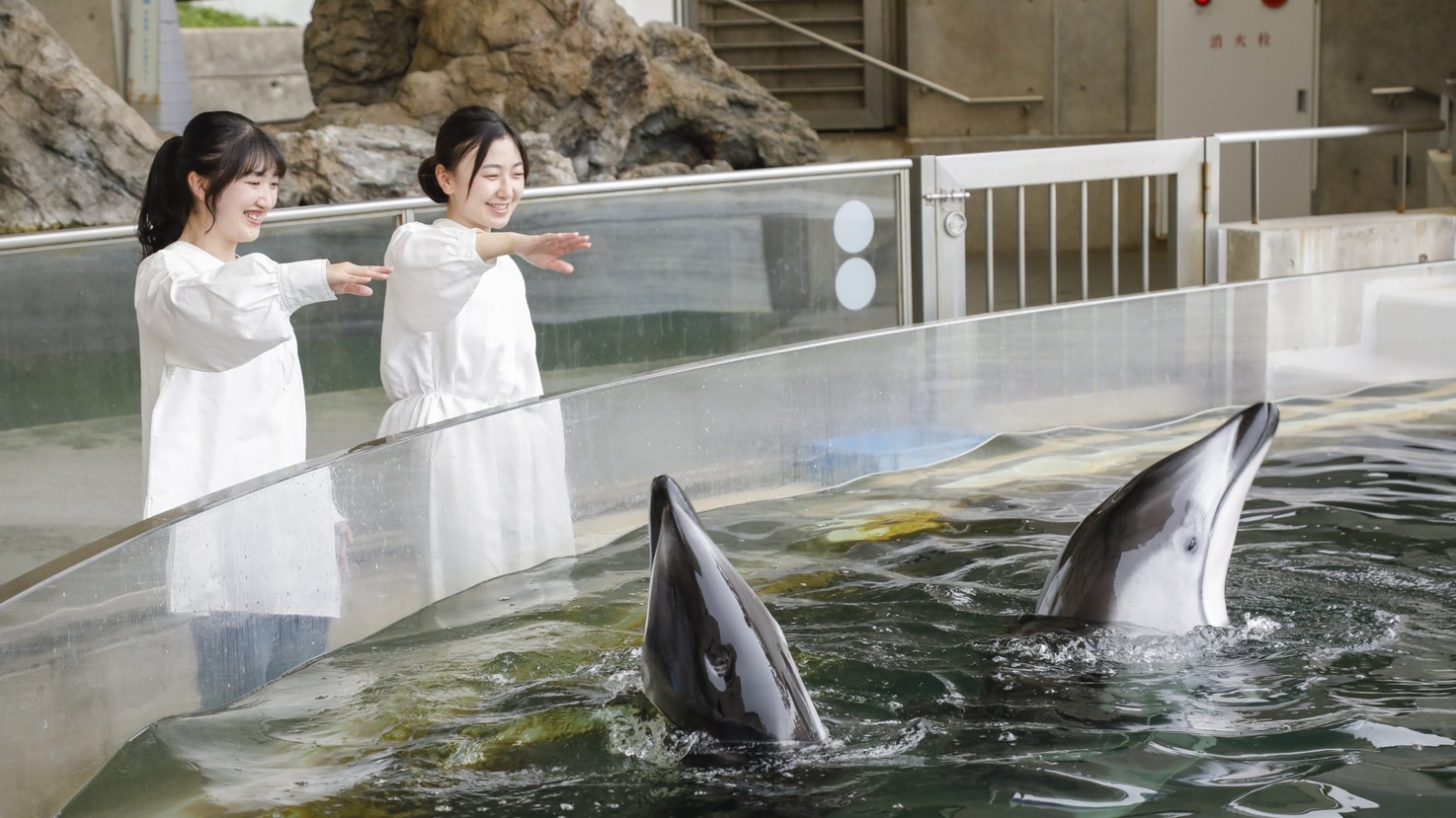 【5％OFF】【楽天スーパーSALE】夕食なし！宿泊と朝食のみのＢ＆Ｂ★マリンワールド半額券付き