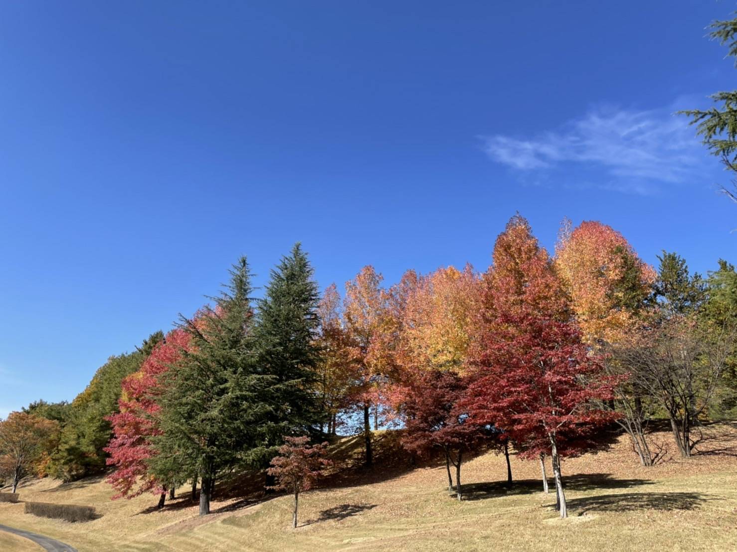 初穂カントリークラブ・秋