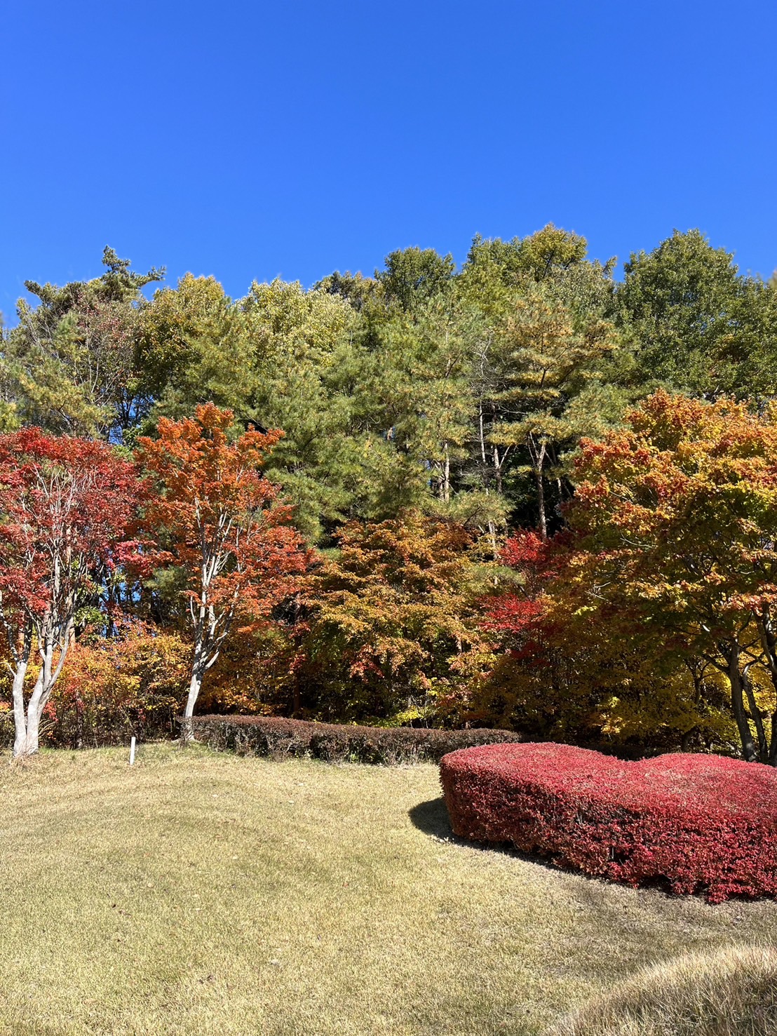 初穂カントリークラブ　紅葉
