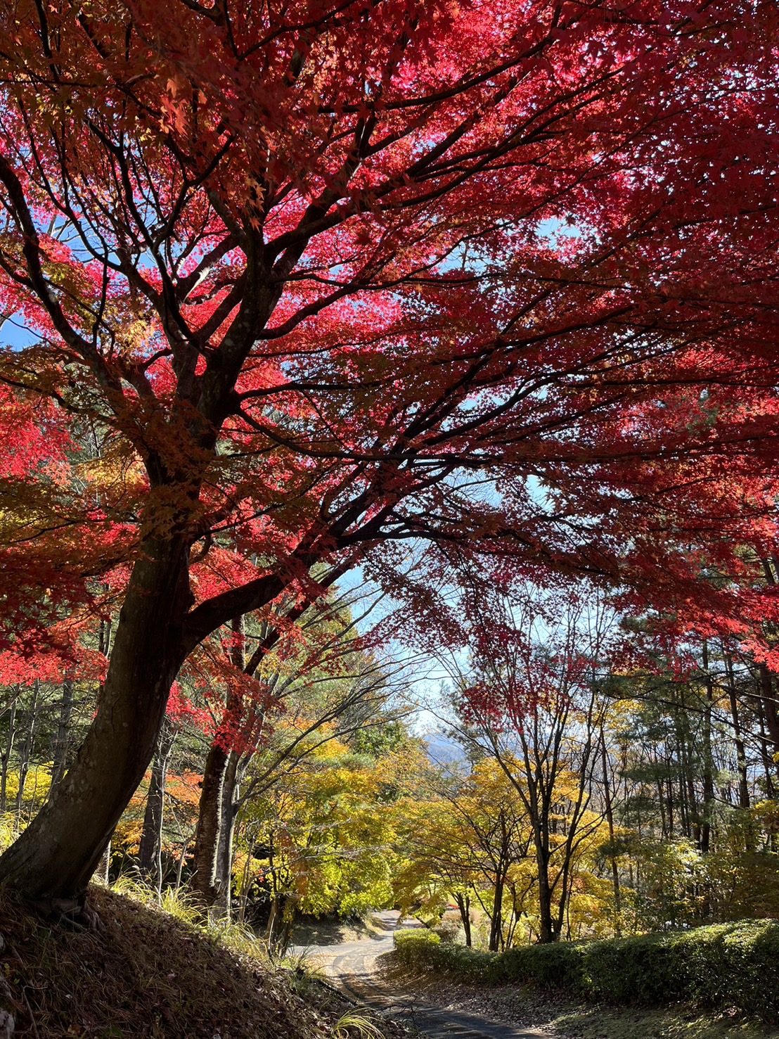 初穂カントリークラブ　紅葉