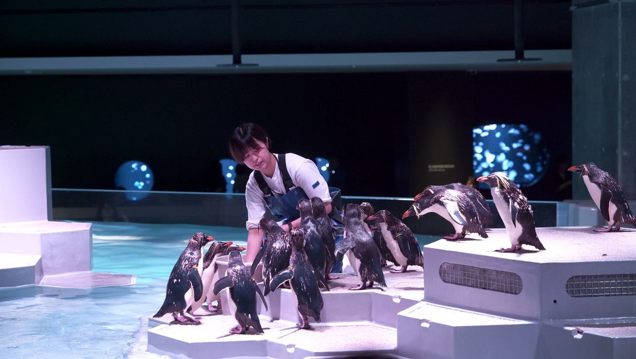 【AOAO SAPPORO入館チケット付き／食事なし】ペンギンに会えるマチナカ水族館◎