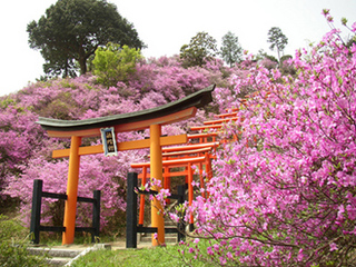 獅子崎稲荷神社　ミツバツツジ