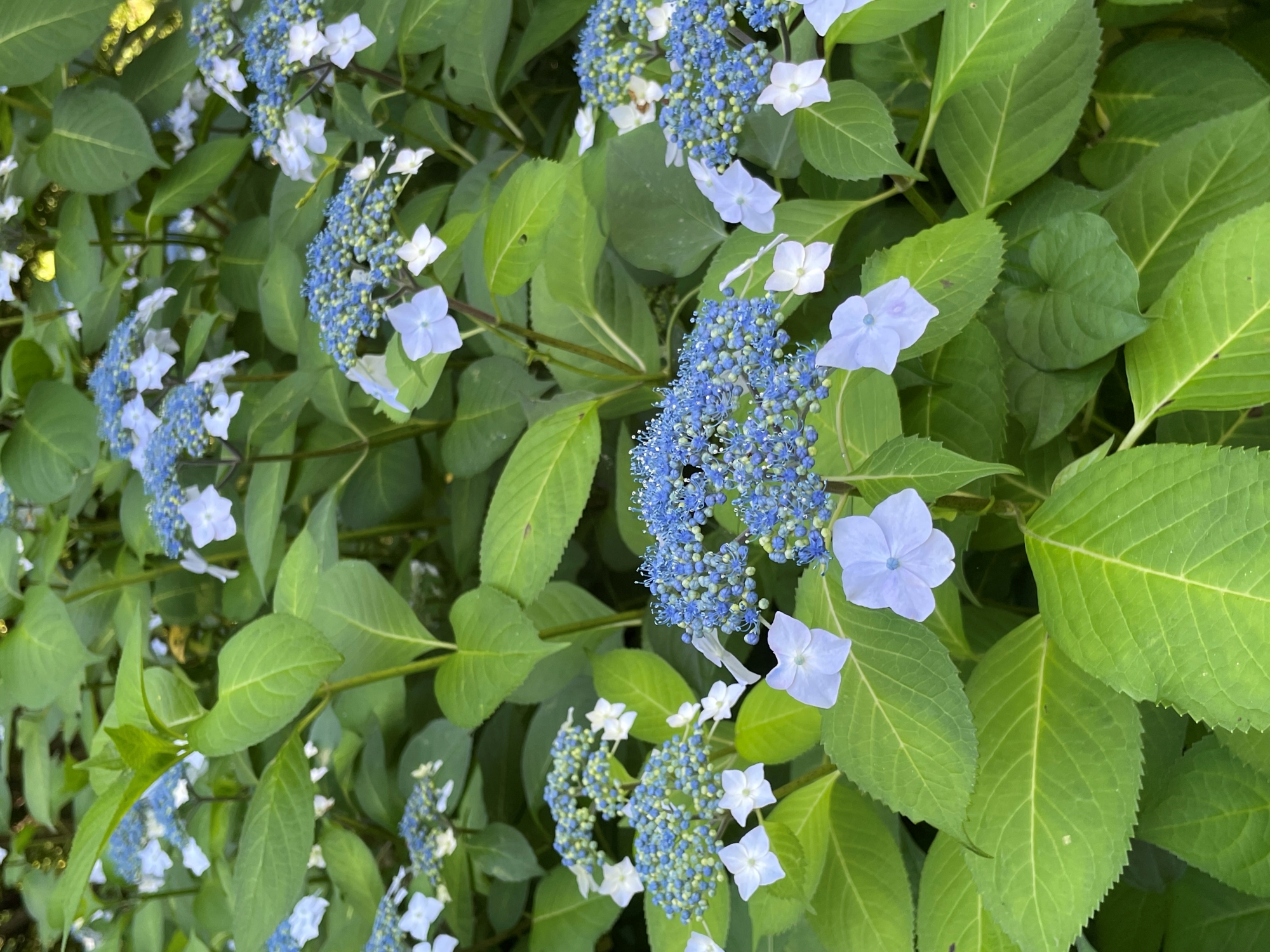 舞鶴自然文化園　アジサイ園