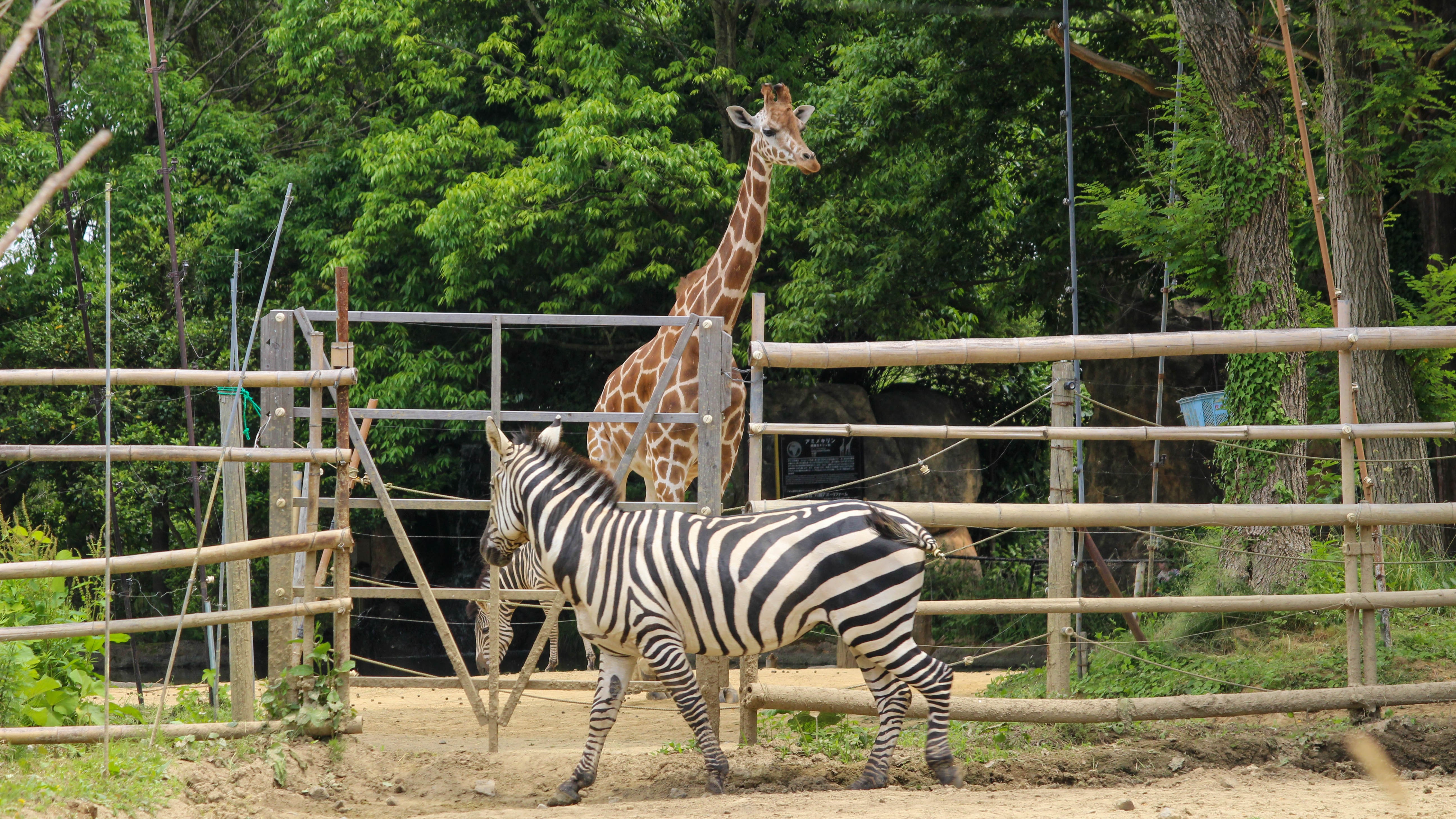 《岩手サファリパーク》約40分／28km
