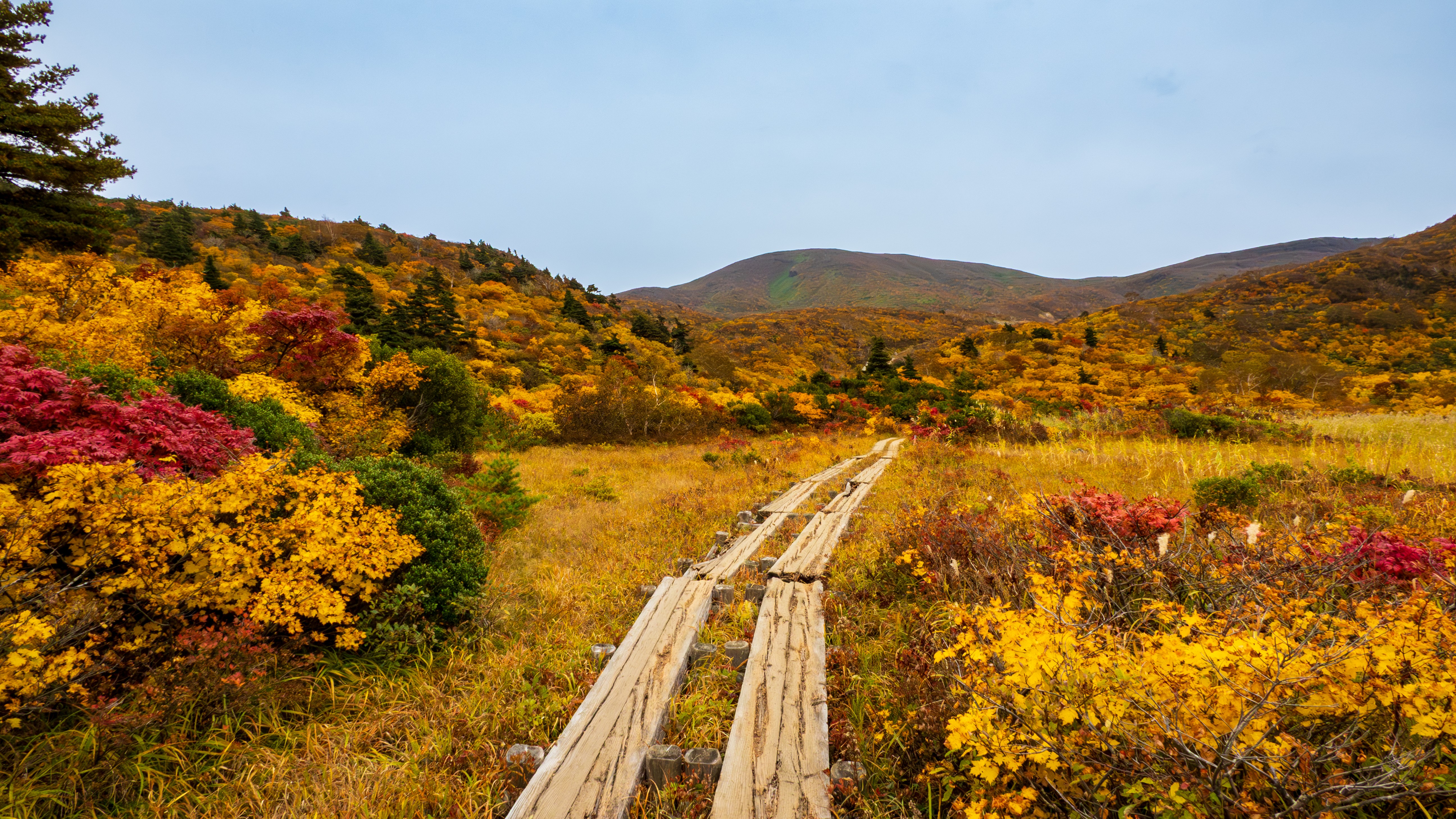 《栗駒山》紅葉のなかの登山道