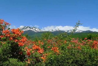 乗鞍岳とレンゲツツジ