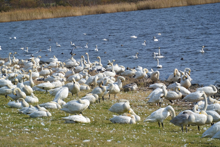 大沼公園に飛来の白鳥Ⅱの1