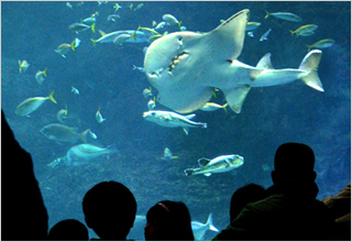 大洗水族館