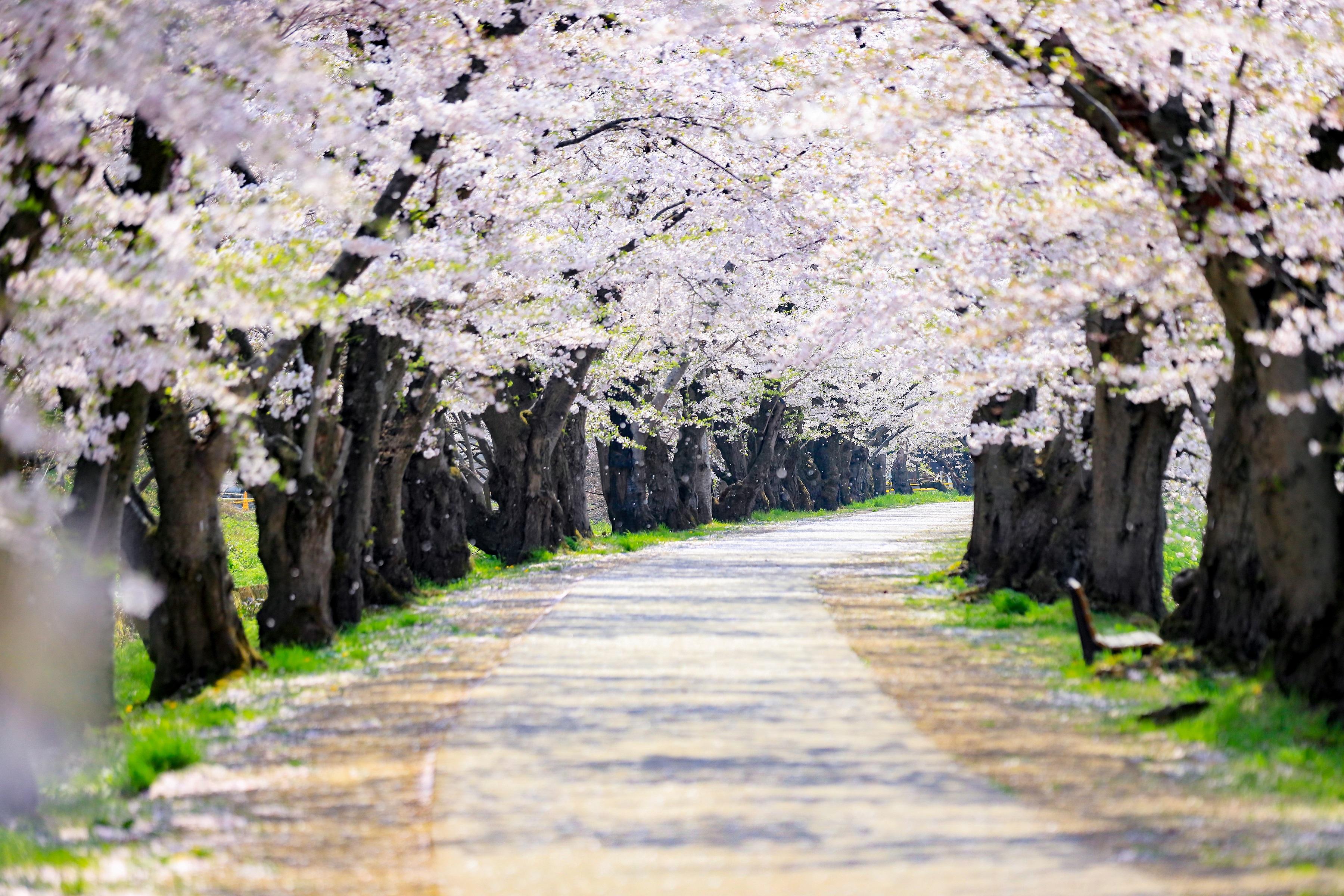 【弘前市観光名所】弘前公園(桜祭り)