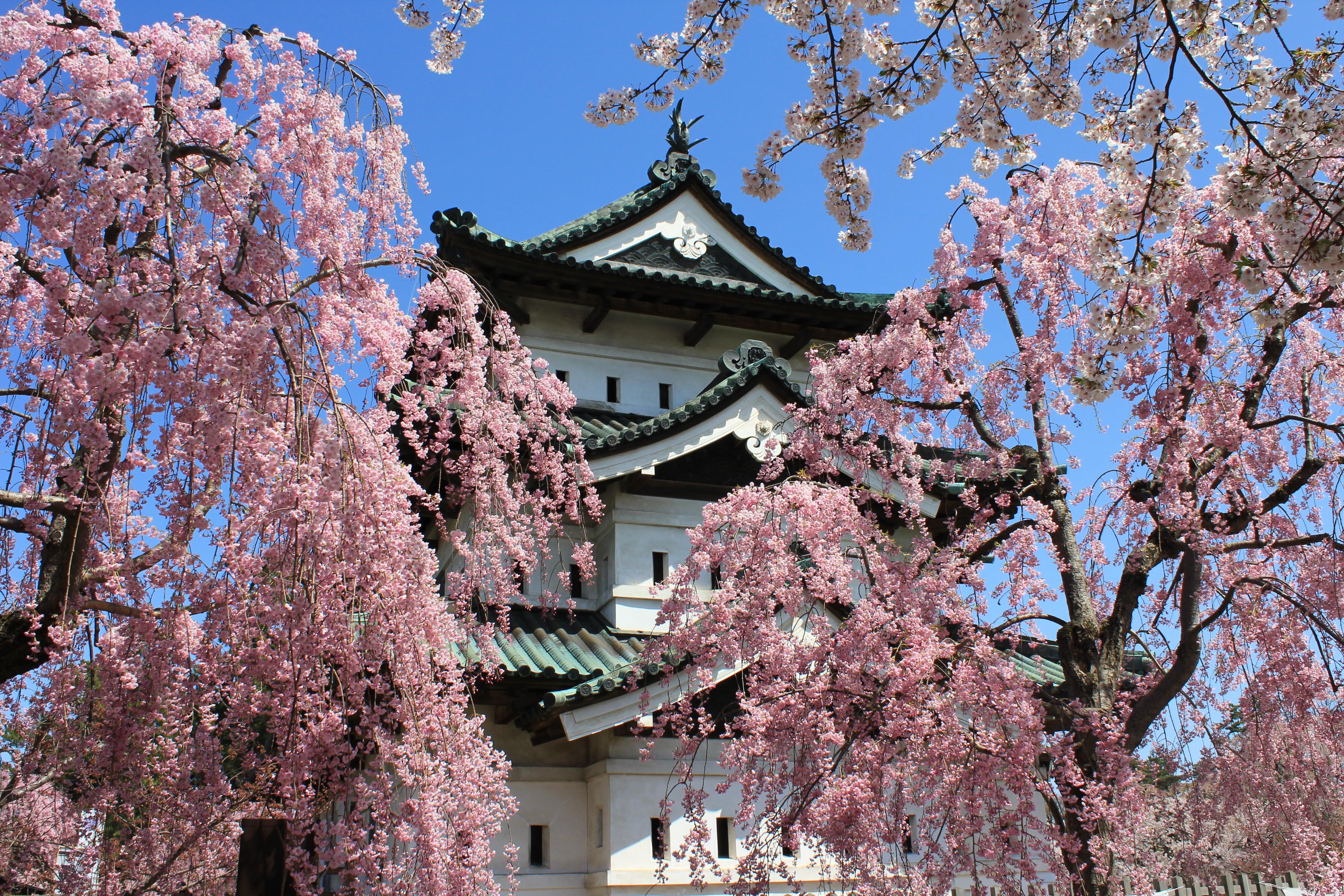 【弘前市観光名所】弘前公園(桜祭り)