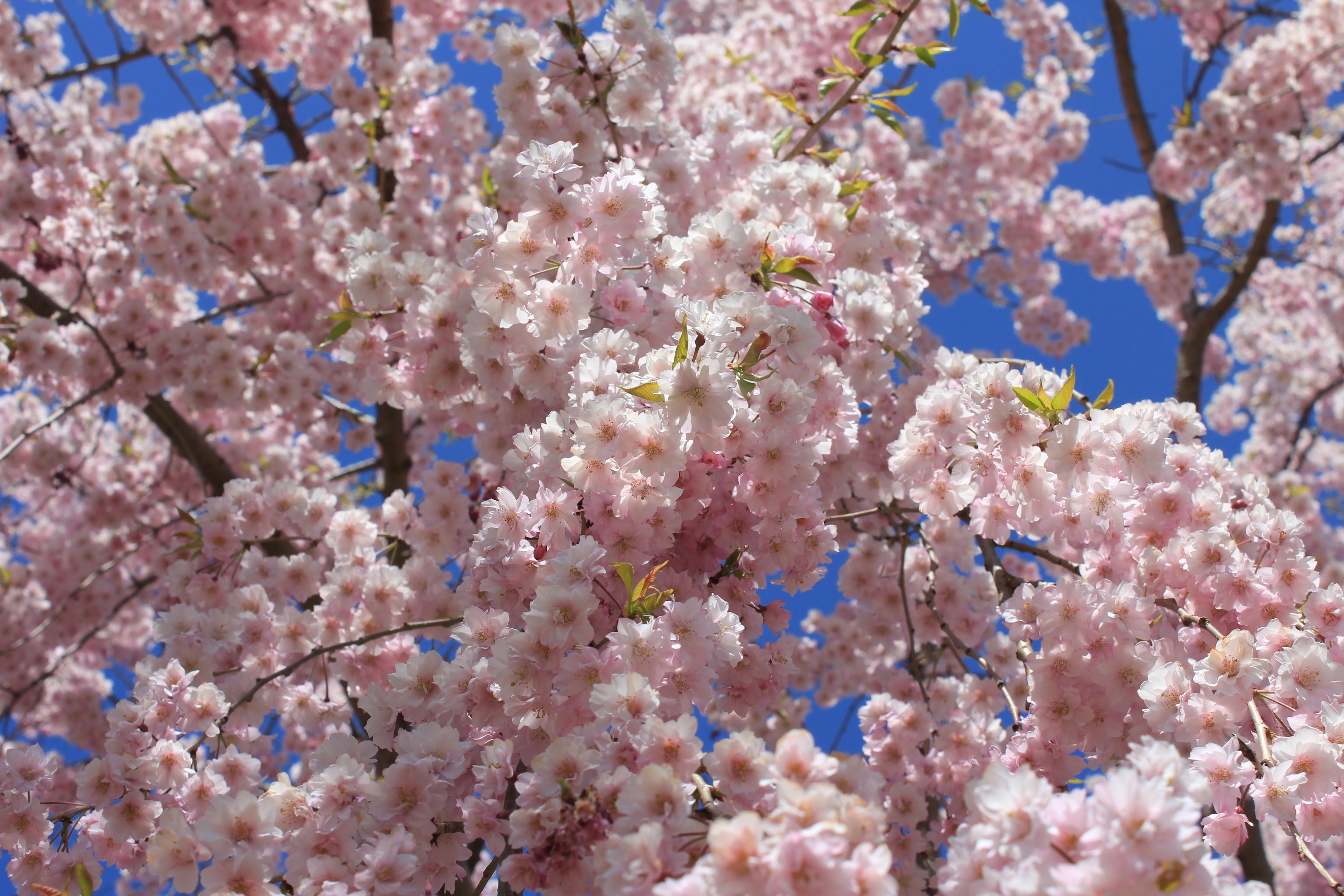 【弘前市観光名所】弘前公園(桜祭り)