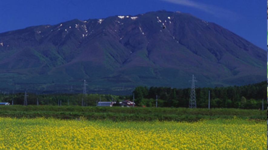 岩手山を背景に黄色のじゅうたんのような一面の菜の花畑（５月中旬）