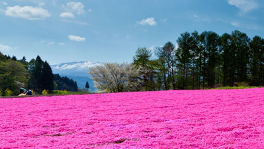 一面の芝桜は絶景!(休暇村より車で20分)