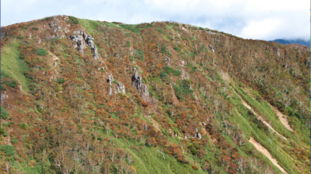 秋になると展望リフト山頂からは緑と赤のコントラストがきれいな犬倉山の紅葉が望めます☆