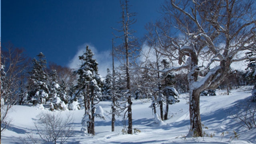 2月の樹氷は必見！名物「林間コース」（網張温泉スキー場）