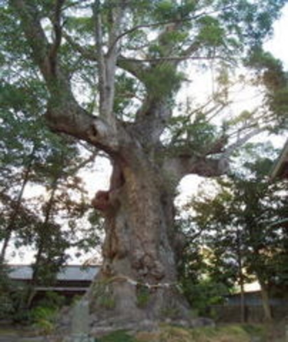 来宮神社