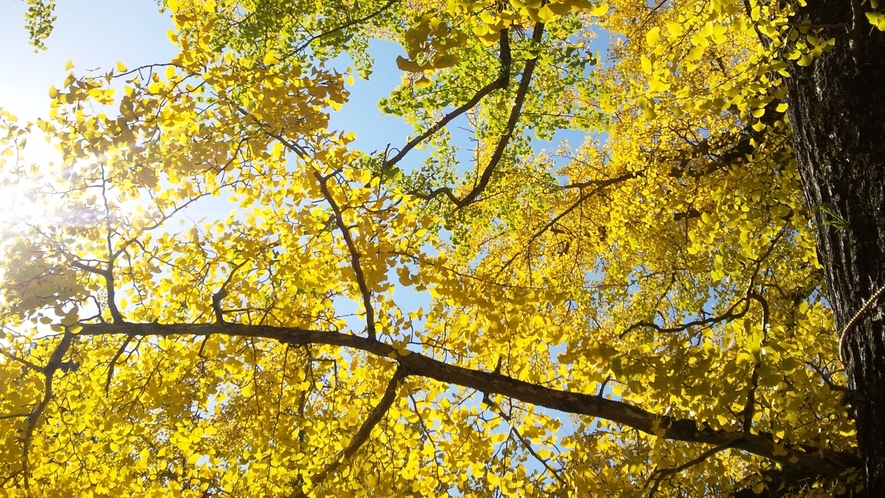 *【岩部八幡神社の大イチョウ】