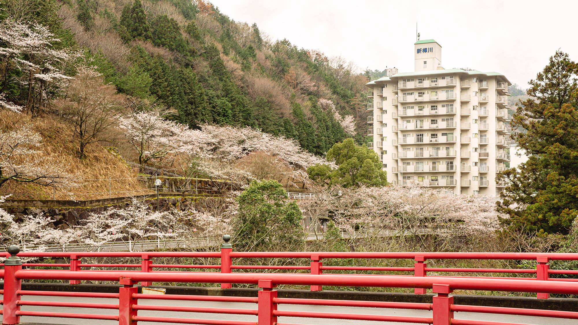 *【外観・春】春は桜の木に囲まれた当館の様々な場所からお花見をお楽しみいただけます。