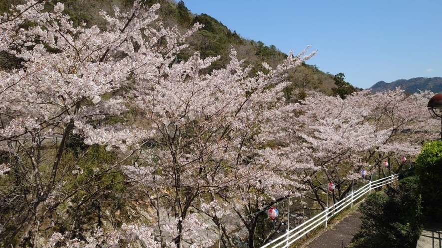 *塩江は桜の名所。当館周辺も桜が満開になります。