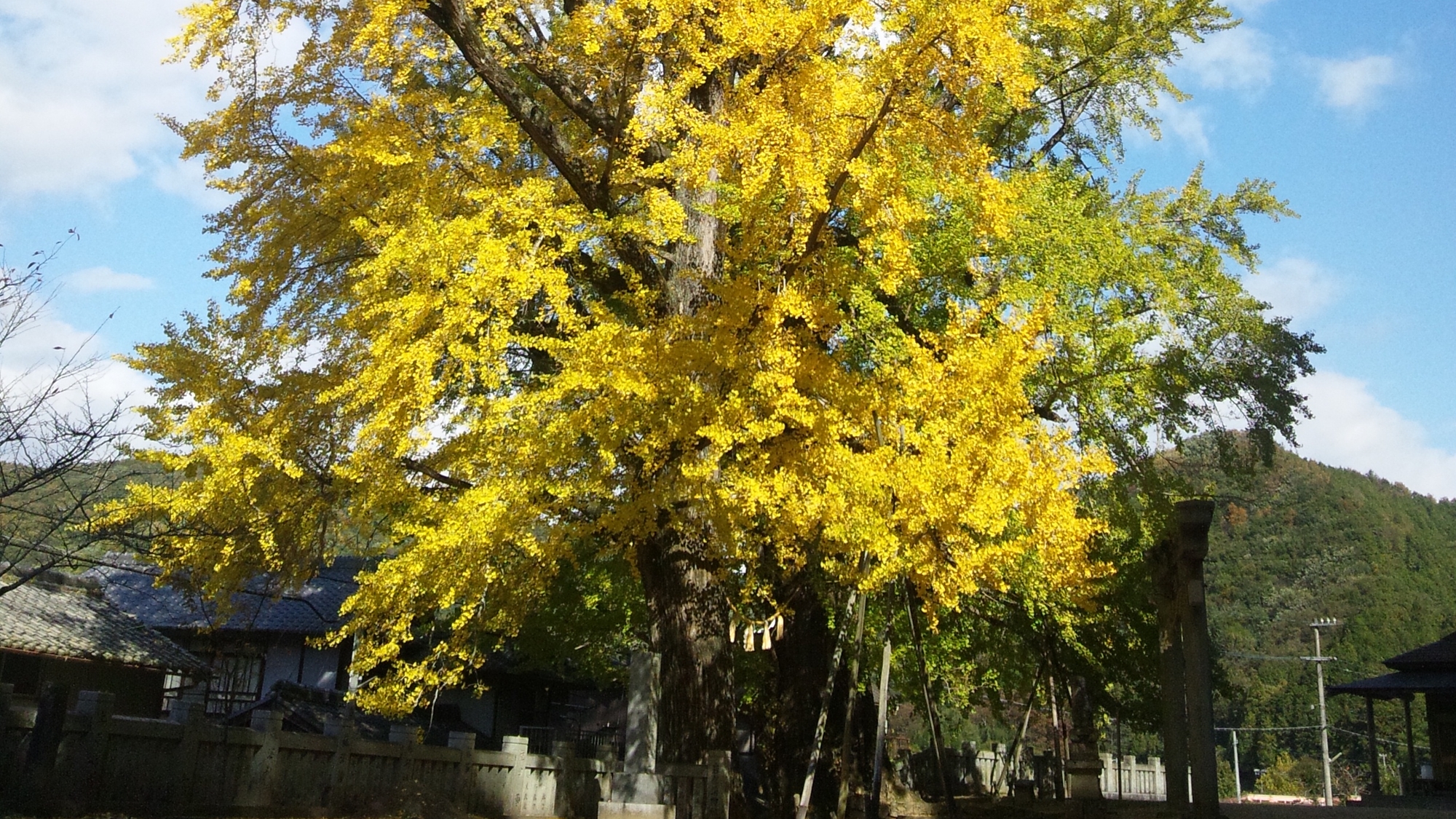 *【岩部八幡神社の大イチョウ】秋空に赤と黄のコントラストが映えます。