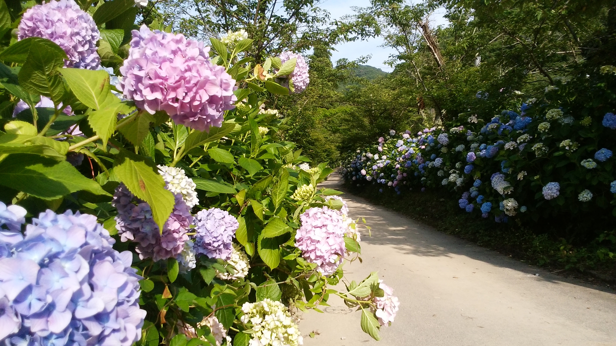 *6月にはあじさいロードが見頃を迎えます