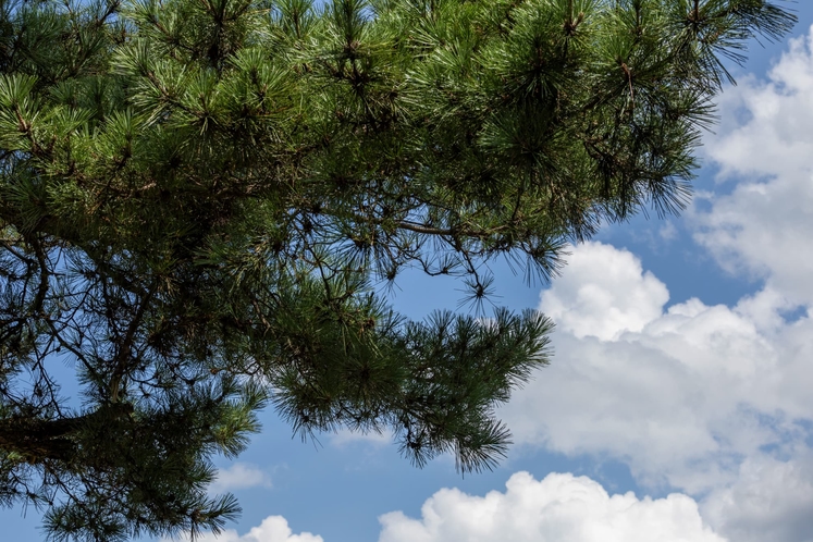 露天からみる青空