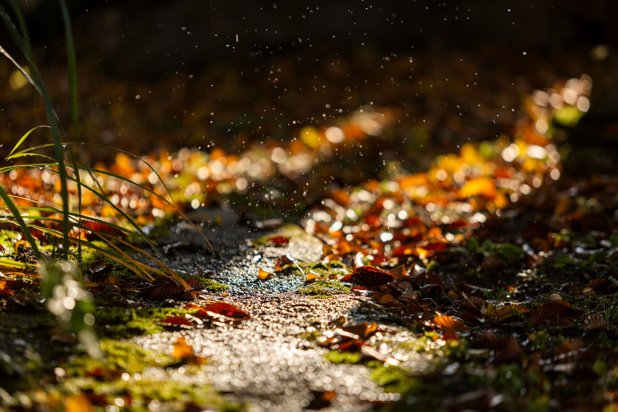 紅葉【秋】