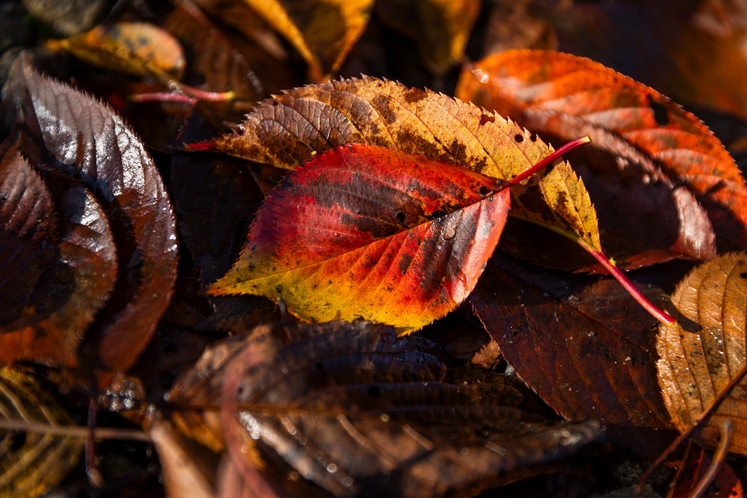 紅葉【秋】