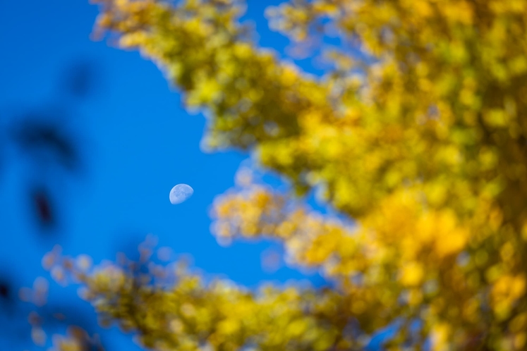 お庭の紅葉【秋】