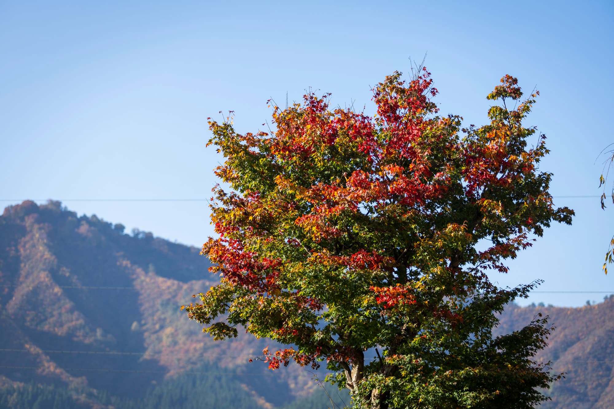 紅葉【秋】