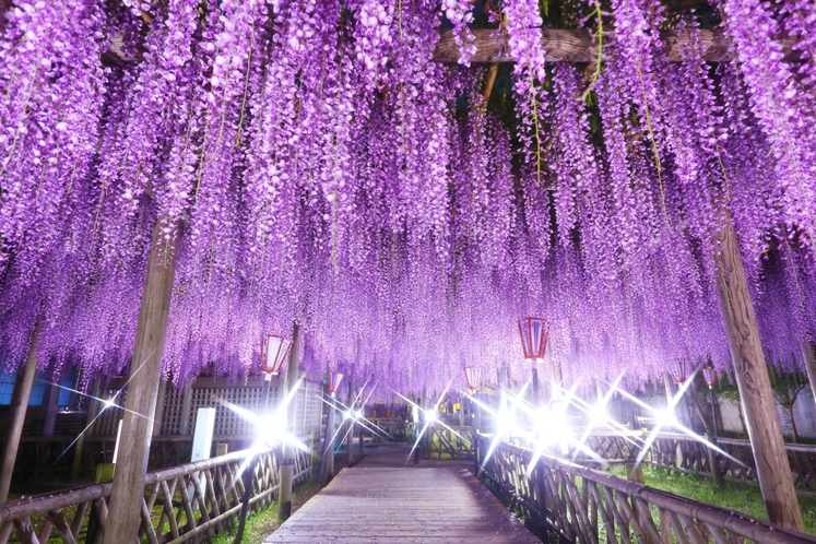 【当館より車で15分】豊田熊野記念公園のフジ　お花に癒されながら四季を味わえます♪