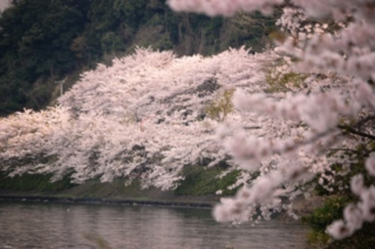 15　海津大崎の桜