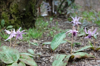 15　カタクリの花