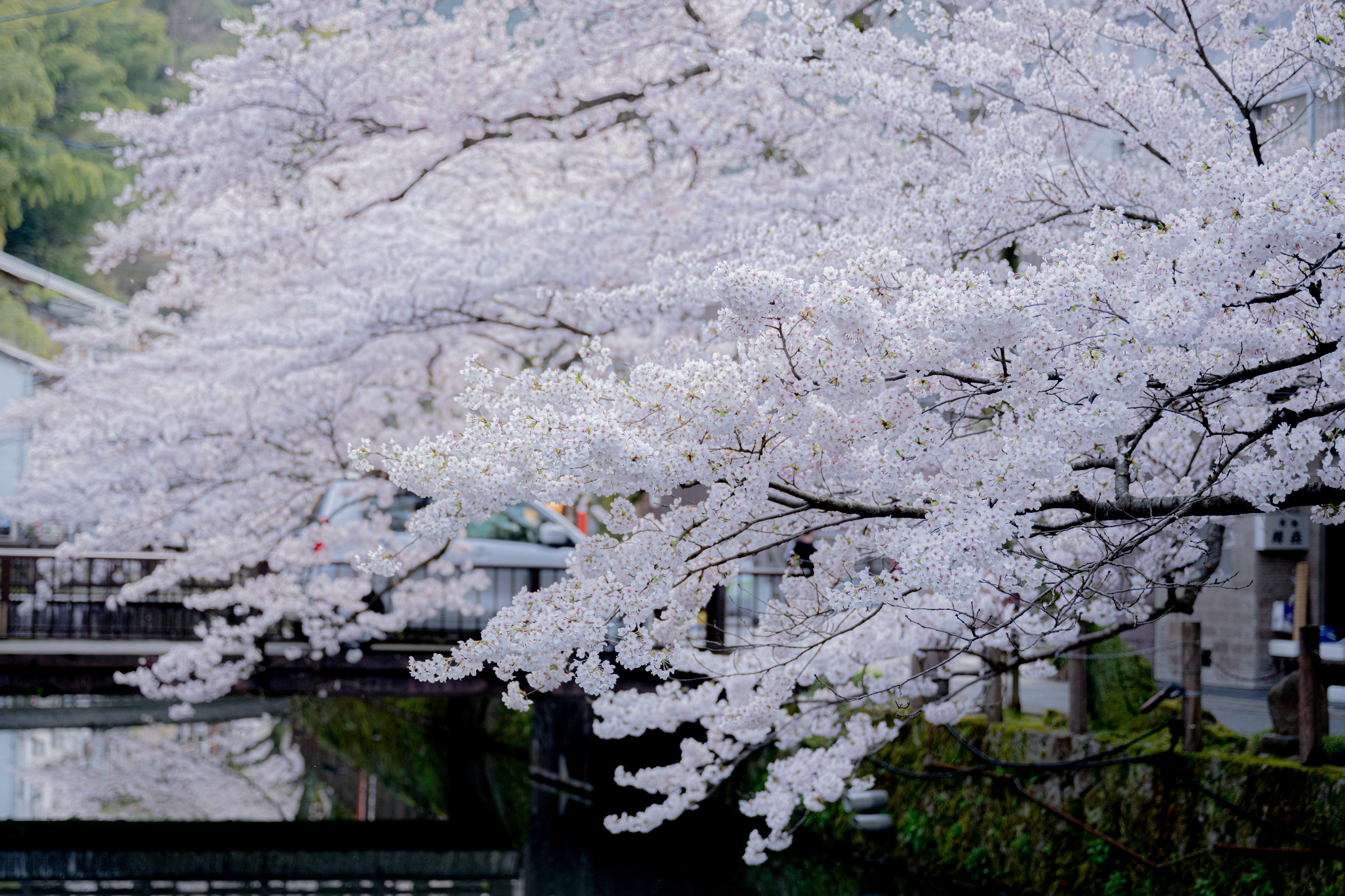 城崎温泉街春