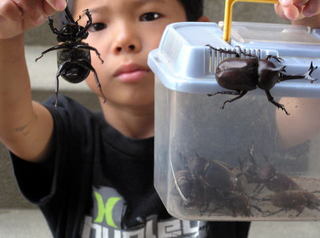 カブトムシ