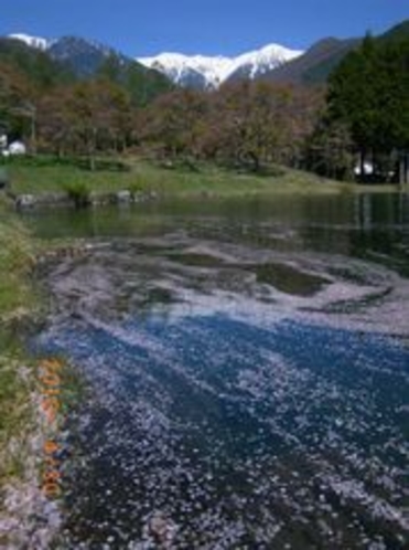 桜舞う駒ヶ池