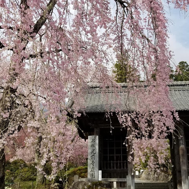 光前寺枝垂桜