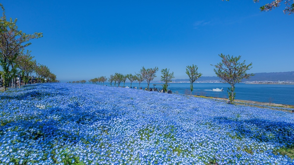 【ネモフィラ祭りチケット付】ランチビュッフェで春を満喫！特別価格でネモフィラを楽しむ＜朝食／昼食付＞