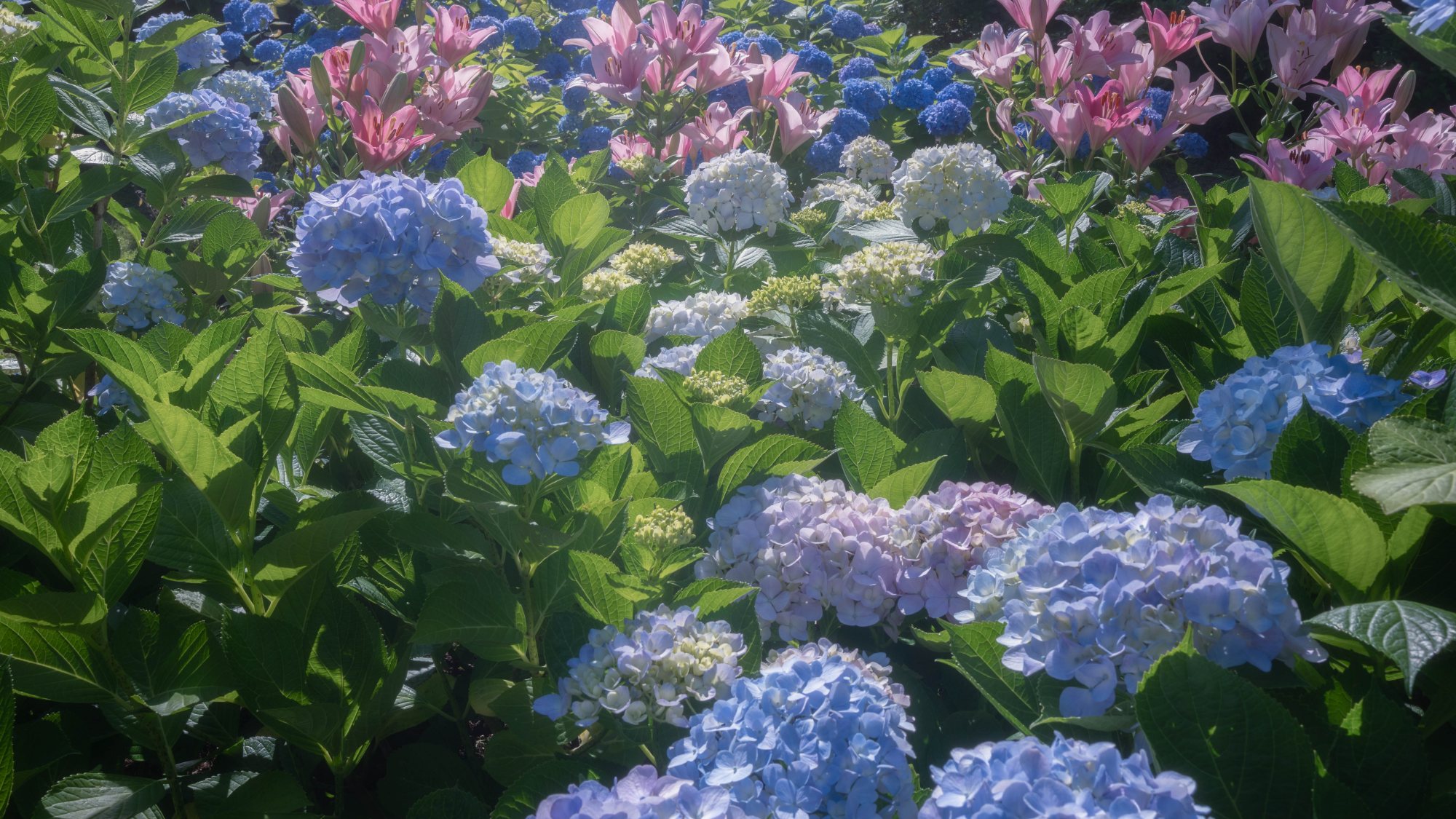 *【ガーデン一例】お庭を彩る紫陽花が綺麗に咲き誇ります♪