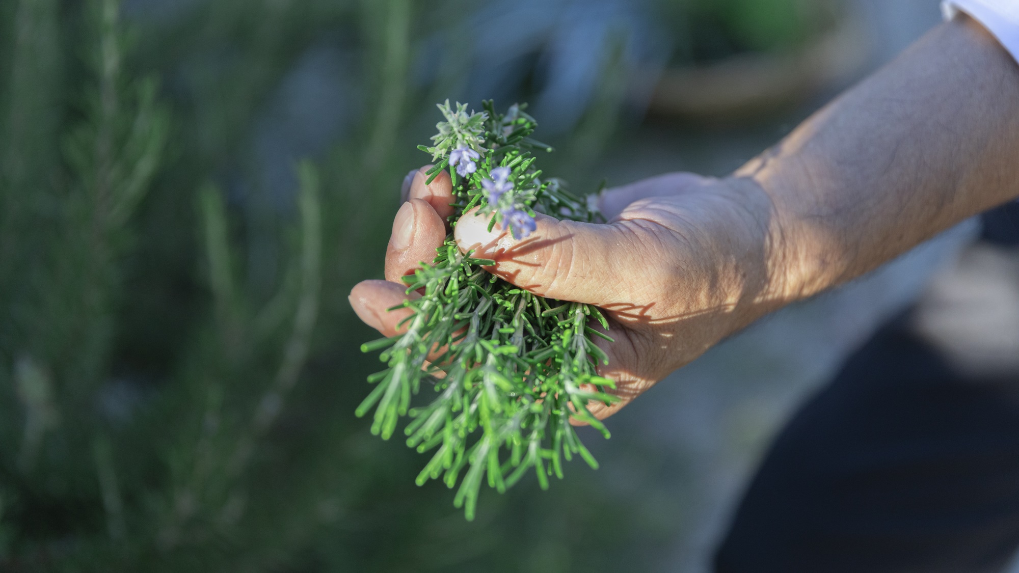 *【ご朝食】広大なガーデンで育てたハーブや野草を毎朝収穫