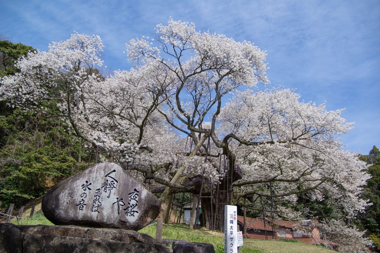 【三隅大平桜】　写真提供：島根県西部県民センター