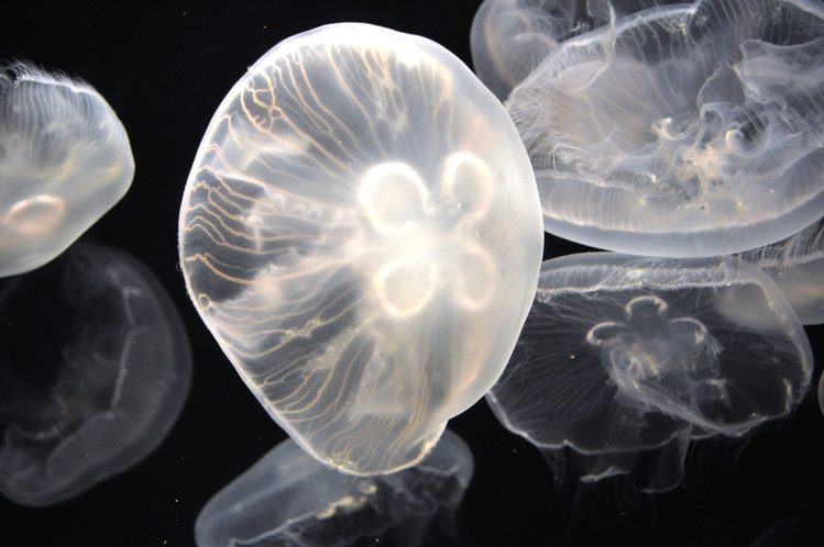 【しまね海洋館アクアス】　写真提供：島根県立しまね海洋館