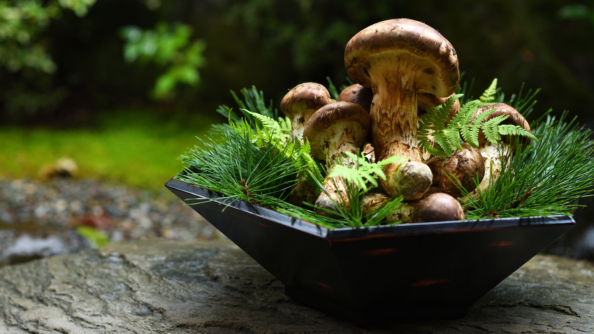 【高畠産-最高級松茸】香りがトップクラス―。まさに「香りを食す」一旬（瞬）贅沢をご体感下さい