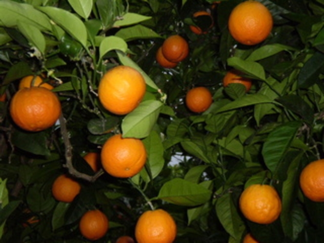 専用農園のオレンジ。