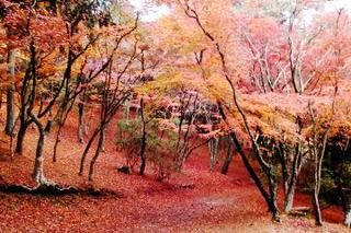 公園内の紅葉